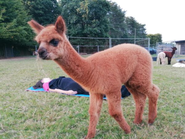 Yoga tussen de alpaca's