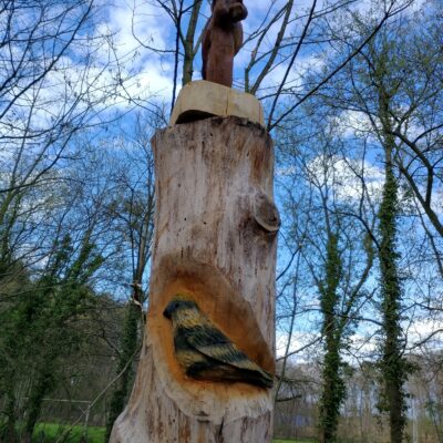 Weefberg Specht in boomstam